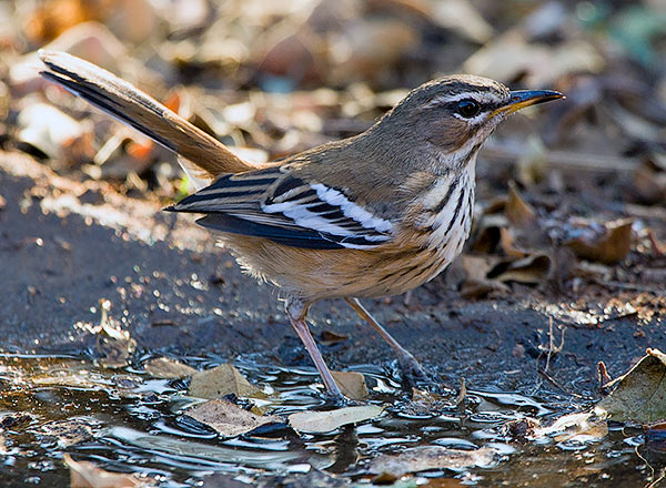 White-browed Scrub Robin